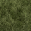 006 olive