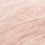 003 apricot